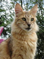 Woody Rosewood av Trull genannt "Simba"